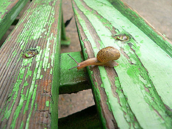 蝸牛5.jpg
