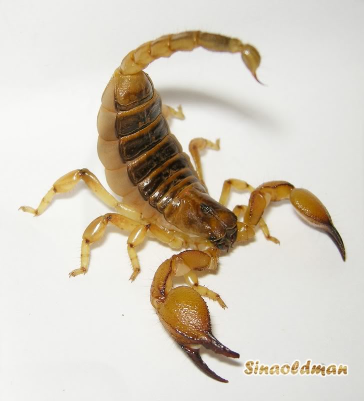 三色蠍.jpg