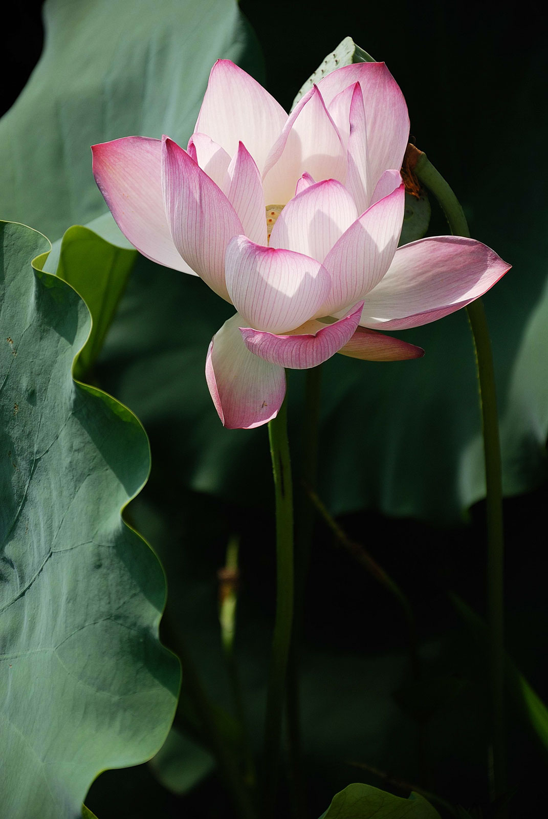 lotus.jpg
