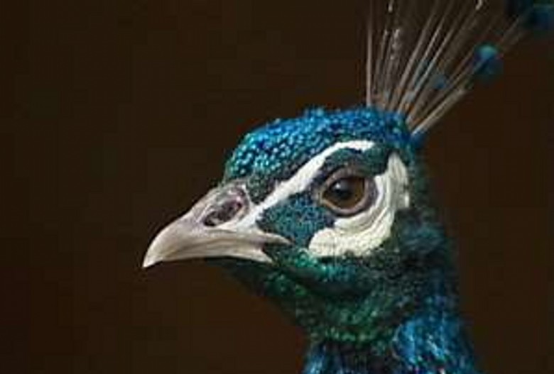 peacock (11).jpg