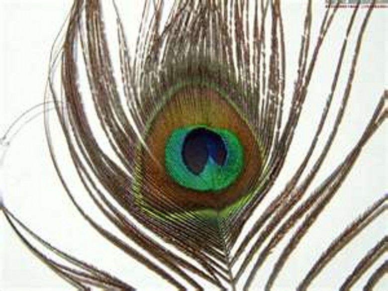 peacock (12).jpg