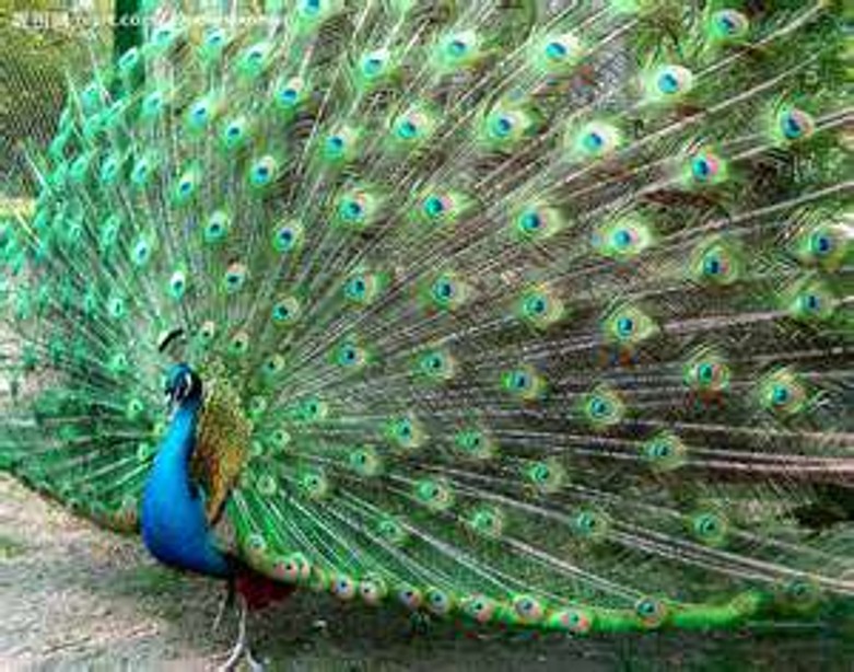 peacock (14).jpg