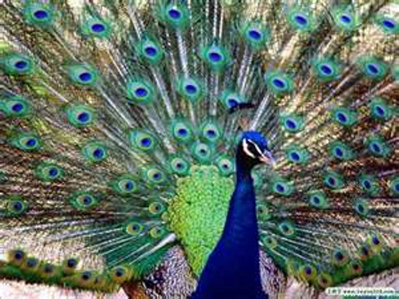peacock (15).jpg