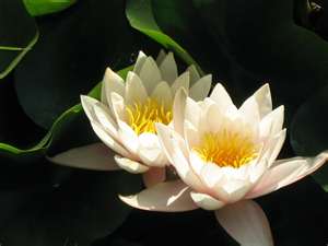 緣起緣滅, 緣聚緣散, 緣來緣去;因緣聚合,事緩緣齊 ....jpg