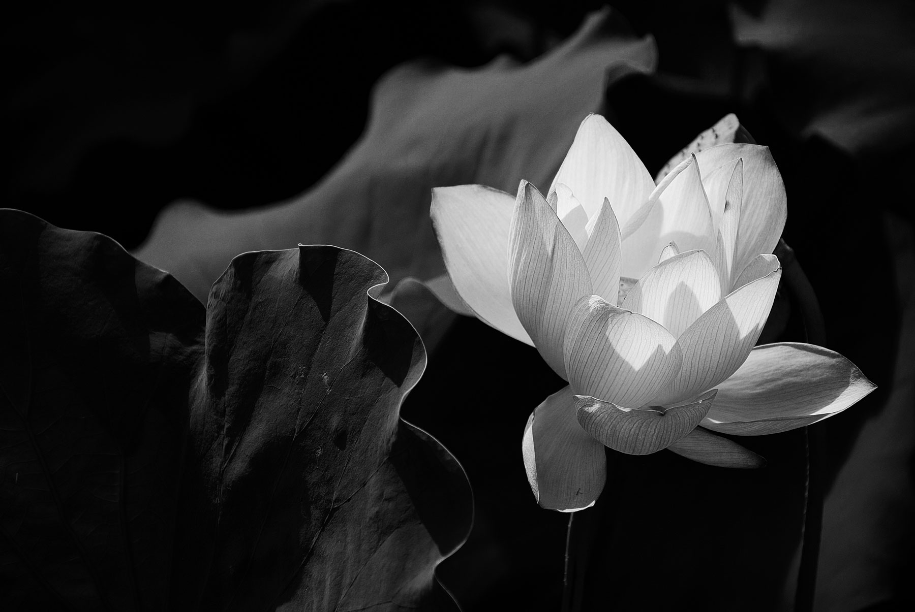 lotus3.jpg