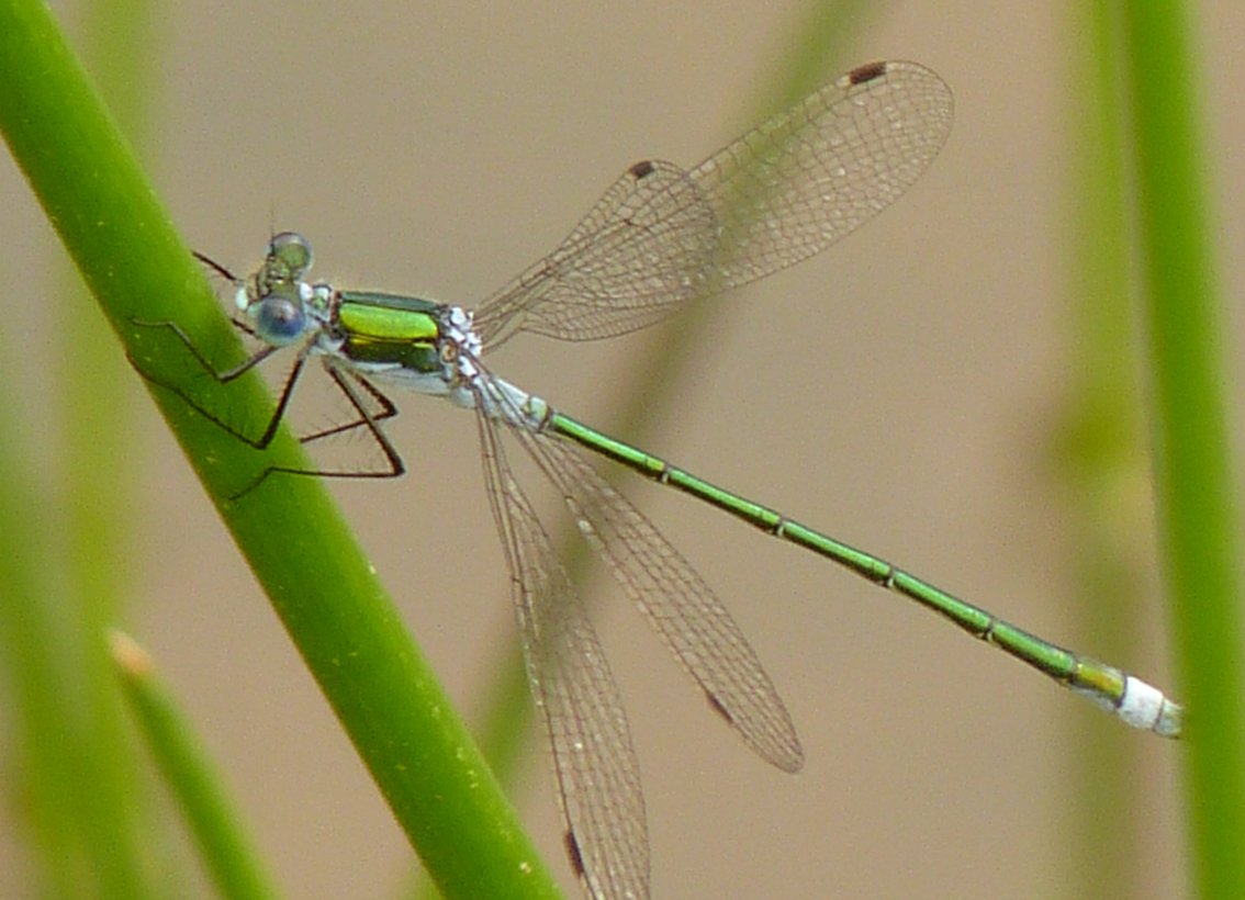 damselfly 豆娘2.jpg