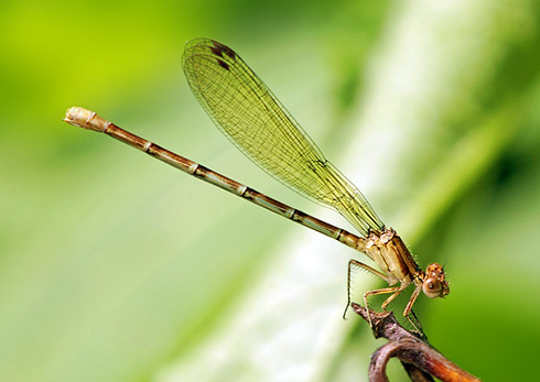 damselfly 豆娘4.jpg