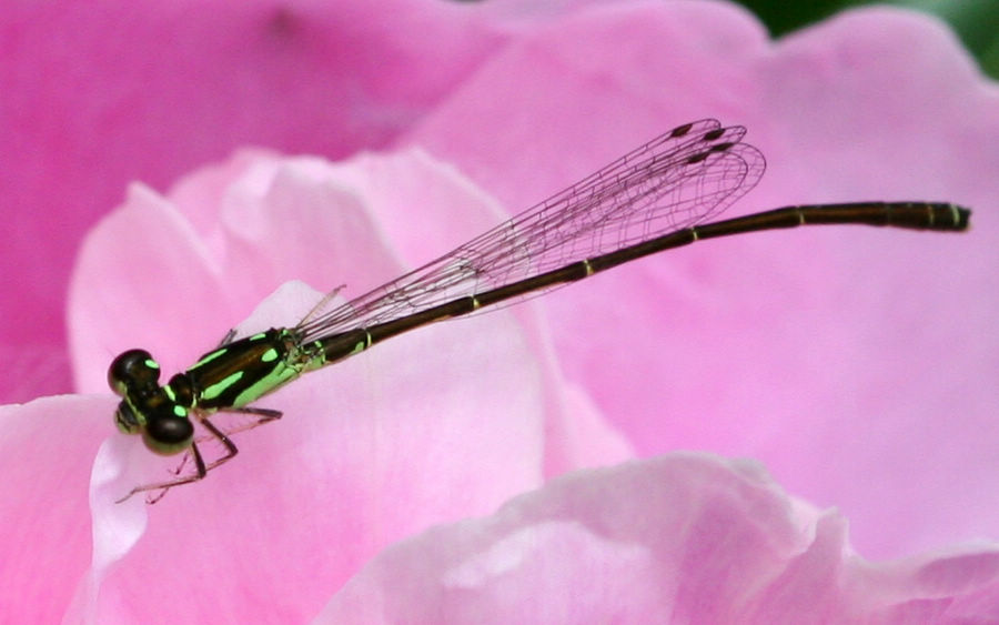 damselfly 豆娘6a.jpg