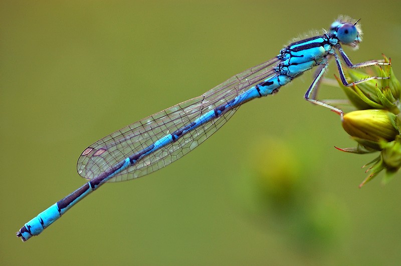 damselfly 豆娘.jpg