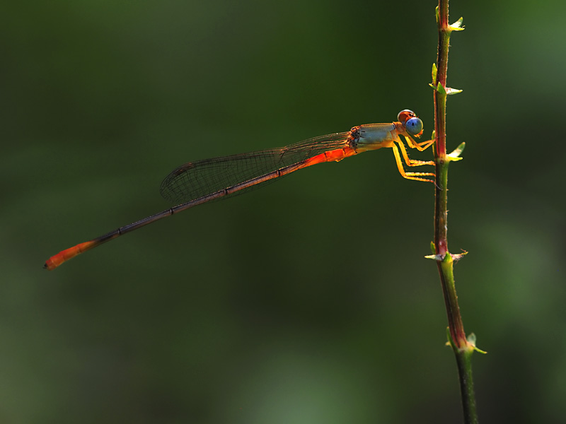 damselfly 豆娘3.jpg