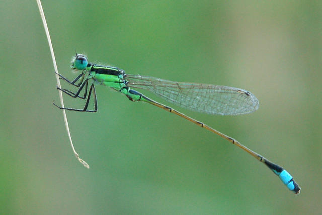 damselfly 豆娘8.jpg
