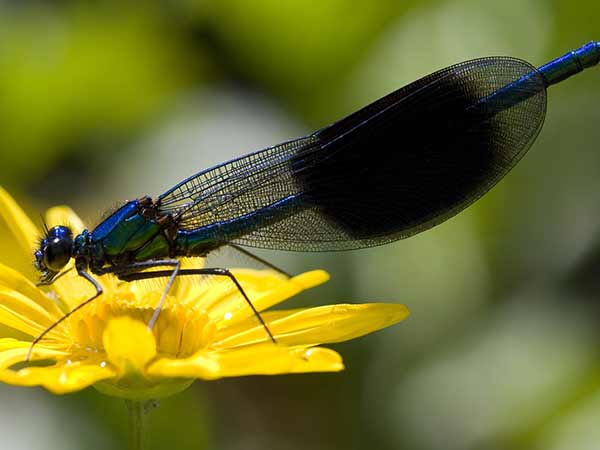 damselfly 豆娘9.jpg