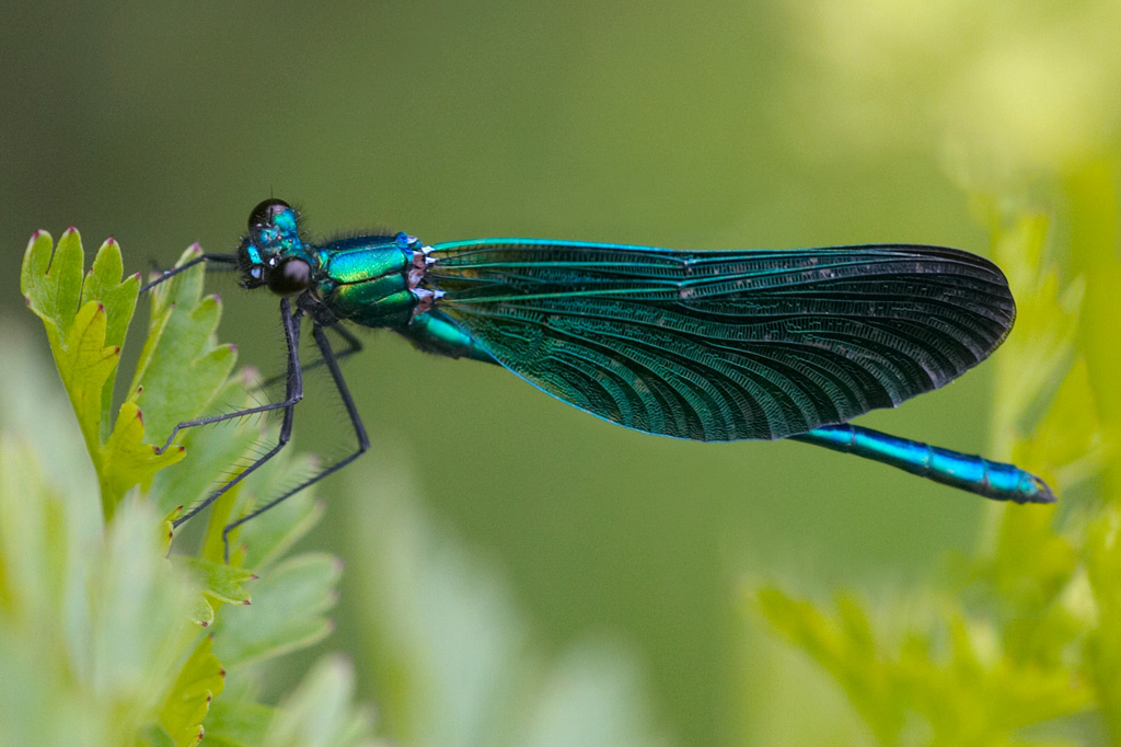 damselfly 豆娘10.jpg