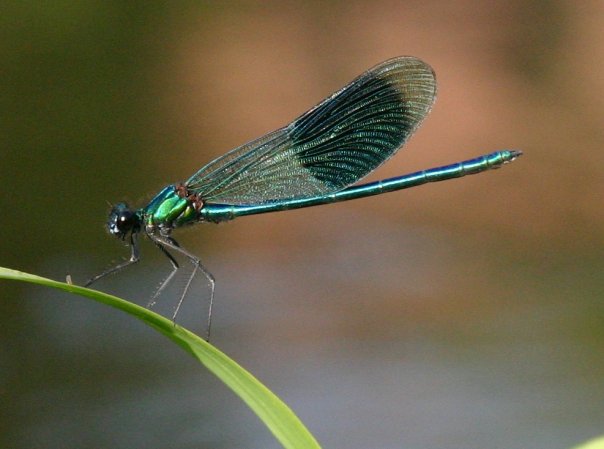 damselfly 豆娘11.jpg