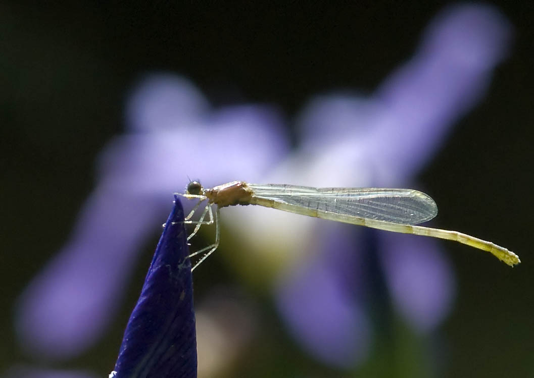 damselfly 豆娘12.jpg