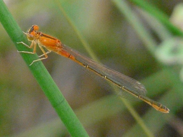 damselfly 豆娘13.jpg