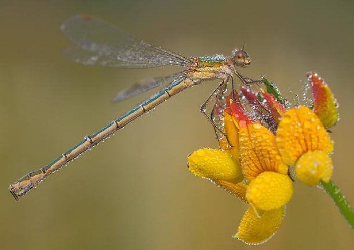 damselfly 豆娘14.jpg