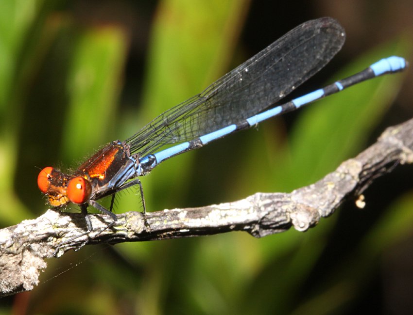 damselfly 豆娘15.jpg