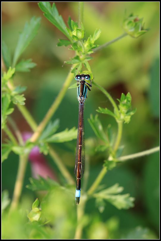 damselfly 豆娘16.jpg