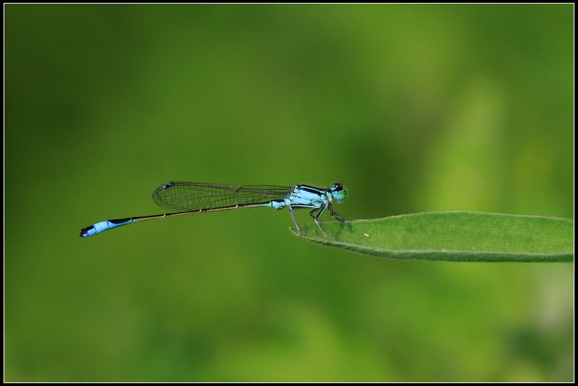 damselfly 豆娘17.jpg