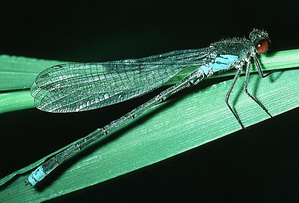 damselfly 豆娘18.jpg