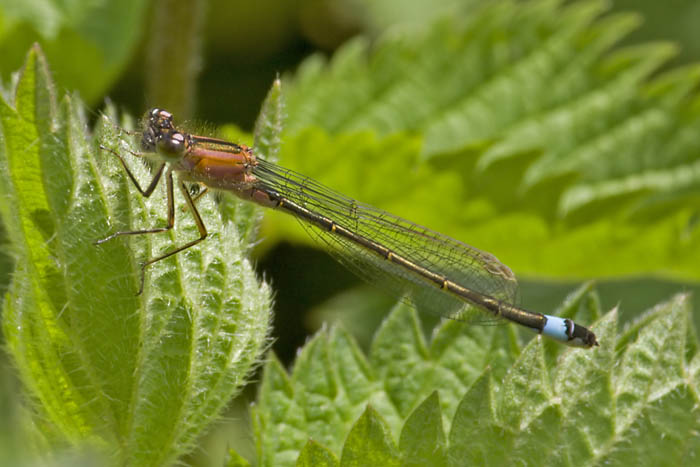 damselfly 豆娘19.jpg