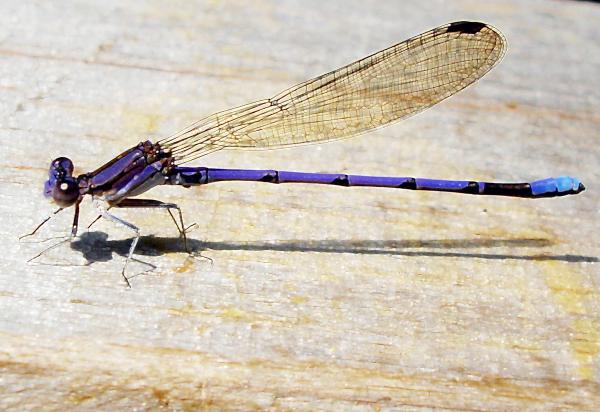 damselfly 豆娘21.jpg