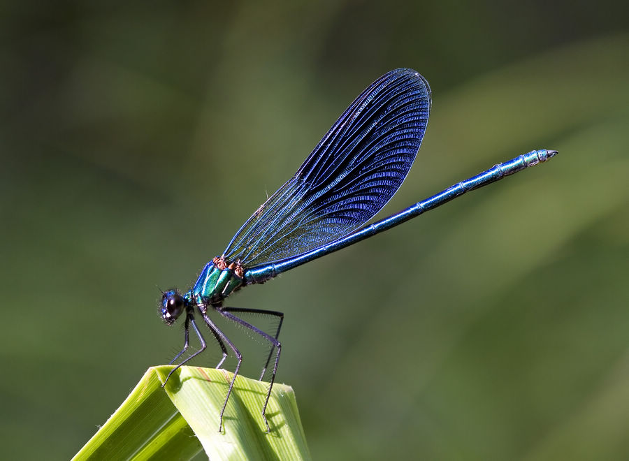 damselfly 豆娘22a.jpg
