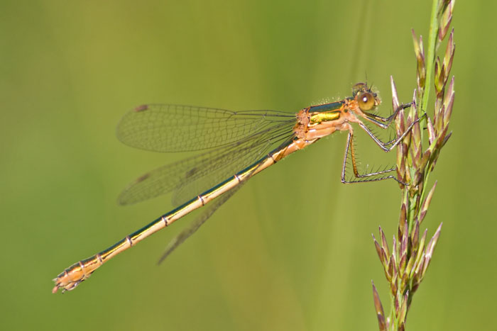 damselfly 豆娘23.jpg