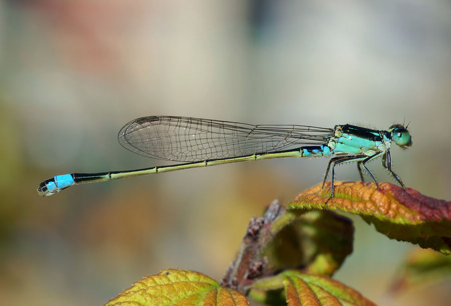 damselfly 豆娘24a.jpg