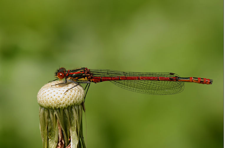 damselfly 豆娘25.jpg