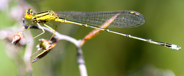 damselfly 豆娘26.jpg