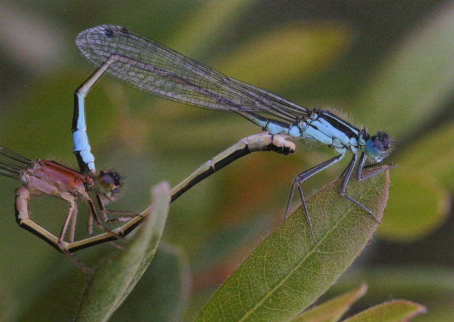 damselfly 豆娘28a.jpg