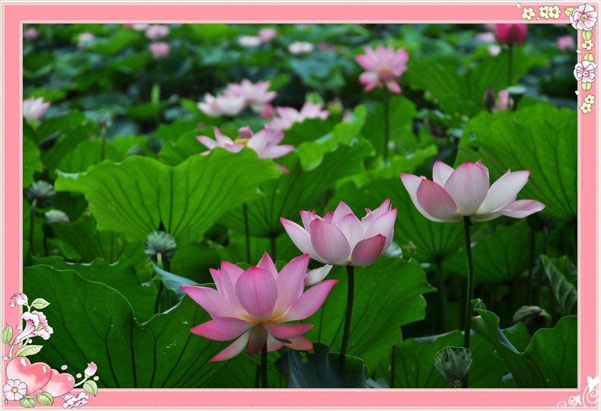 洪湖荷花_001_s.jpg