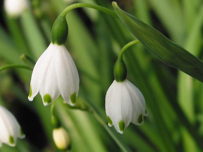 1月1 日-雪花蓮(SnowDrop).jpg