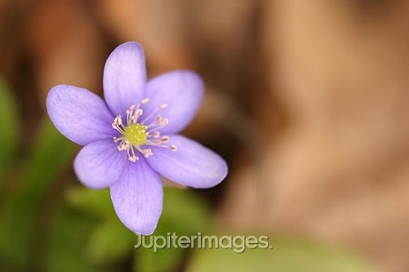 1月5日-雪割草(Hepatica).jpg