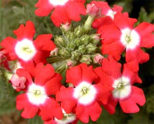 1月14日-報春花 (Cyclamen).jpg