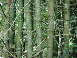 1月15日-刺竹 (Thorn).jpg