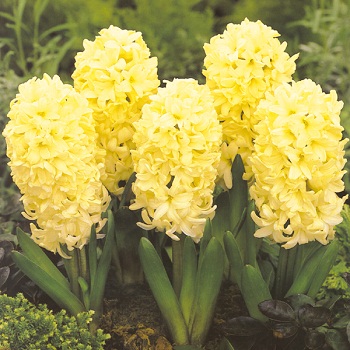 1月16日 黃色風信子(Yellow hyacinth).jpg