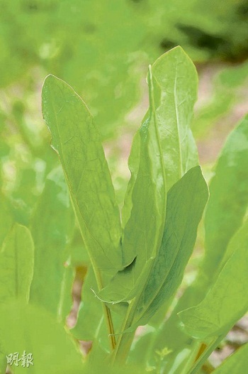 1月17日-酸模 （Sorrel）.jpg