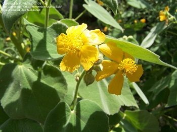 1月18日-印度錦葵 (Indian Mallow).jpg