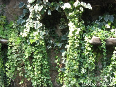 1月21日-常春藤 (Ivy).jpg