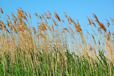 1月23日-蘆葦 (Bulrush).jpg