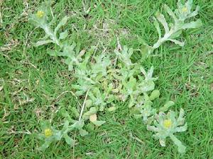 1月25日 鼠耳草(Myotis grass).jpg