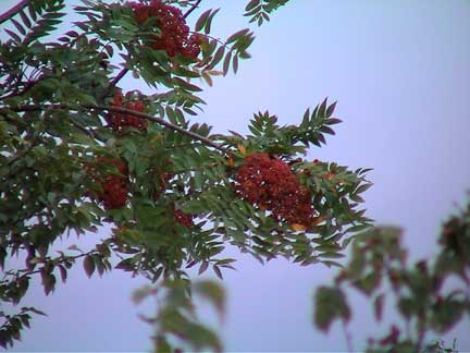 1月27日 七度灶 (Mountain Ash).jpg