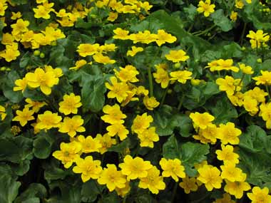 1月30日 金盞花 (Marsh Marigold).jpg