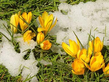 1月31日 黃色藏紅花 (Spring Crocus).jpg