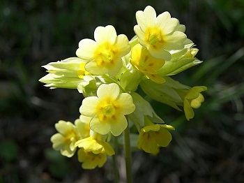 2月1日櫻草(Primrose).jpg