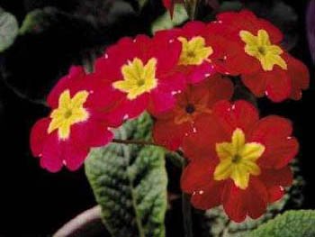 2月4日紅色櫻草(Primrose)　.jpg