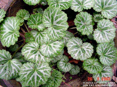 2月8日虎耳草(Saxifrage).jpg